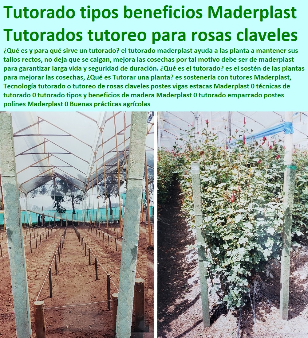 Tecnología tutorado o tutoreo de rosas claveles postes vigas estacas Maderplast 0 técnicas de tutorado 0 tutorado tipos y beneficios de madera Maderplast 0 tutorado emparrado postes polines Maderplast 0 Buenas prácticas agrícolas Tecnología tutorado o tutoreo de rosas claveles postes vigas estacas Maderplast 0 técnicas de tutorado 0 tutorado tipos y beneficios de madera Maderplast 0 tutorado emparrado postes HIDROPONÍA, AGRICULTURA, COSECHA, POSCOSECHA, Tutores para Flores cable vía Bananas Aromáticas, Cultivos Tecnificados, Invernaderos, Semilleros, Bancos De Siembra, polines Maderplast 0 Buenas prácticas agrícolas